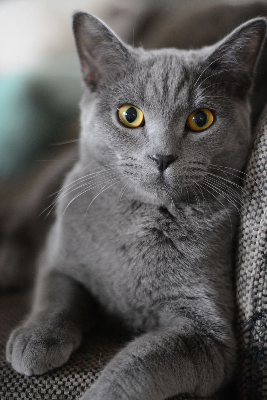 gris, gato persa, tela, gato, retrato, gatito, gato doméstico, animal, mascota, lindo