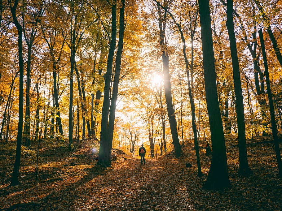 trees, plant, path, autumn, sunlight, forest, morning, people, man, alone