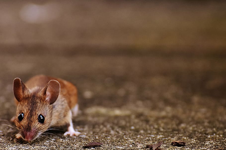 closeup, brown, mouse, rodent, cute, mammal, nager, nature, animal, wood mouse