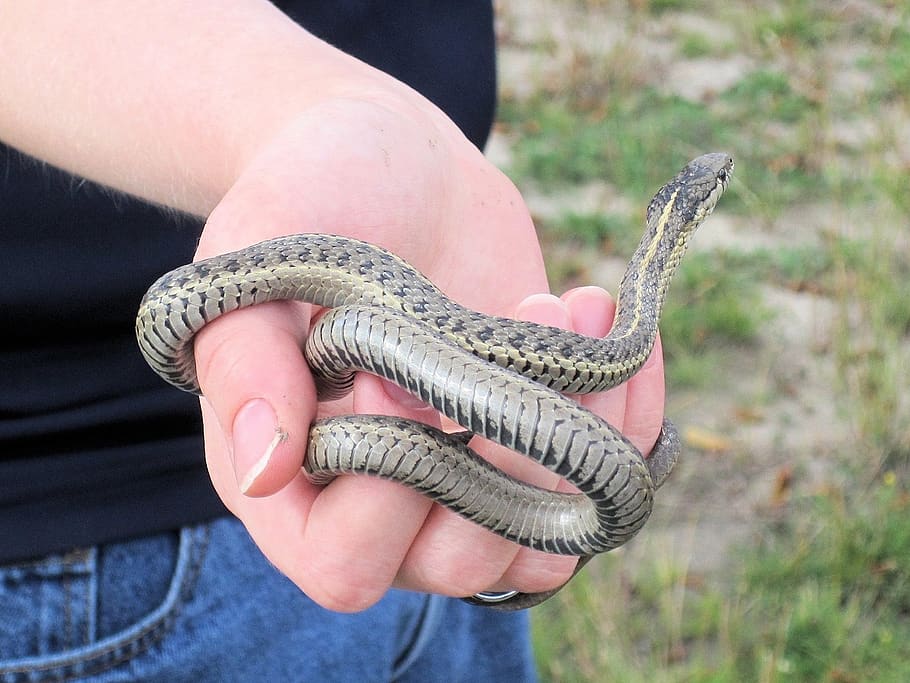 garter snake, harmless, alberta, canada, reptile, human hand, hand, human body part, one person, holding