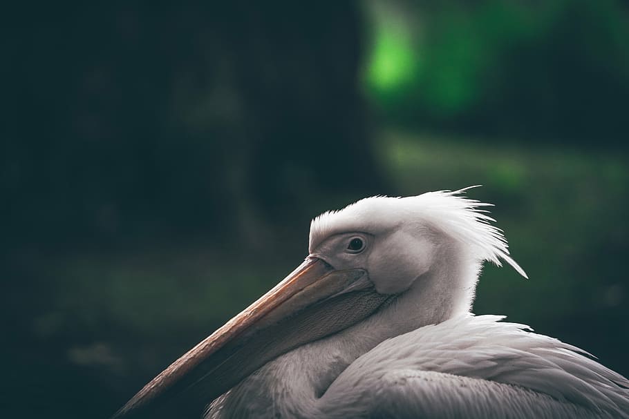 pelicano branco, seletivo, foco, fotografia, branco, pelicano, bico, pássaro, animal, borrão