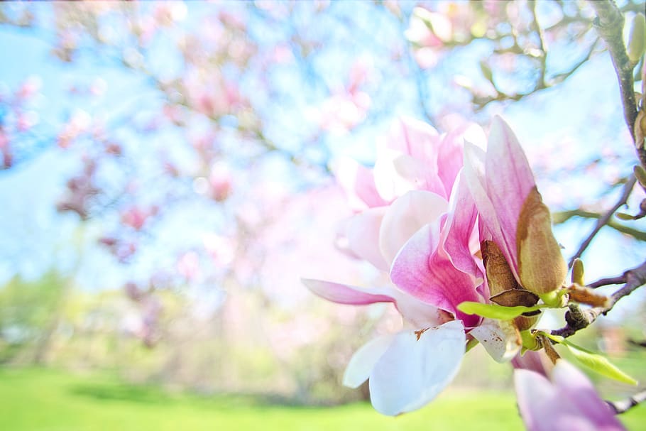 magnolias, rosa, fondo, espacio de texto, flores, primavera, rama, Flor, planta, planta floreciente