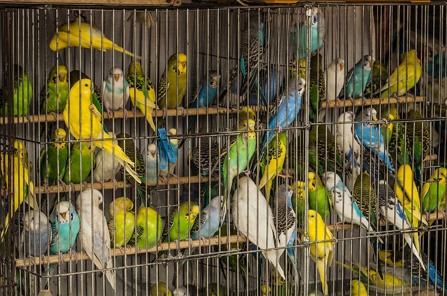 cage, parrots, birds, many, a flock of, market pitici, group of animals, parrot, bird, birdcage
