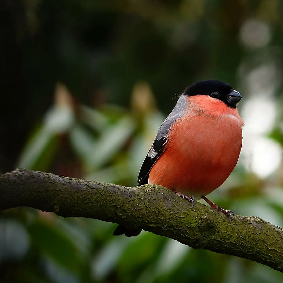 orange, black, bird perching, tree branch, bullfinch, bird, animal, pyrrhula, male, tree