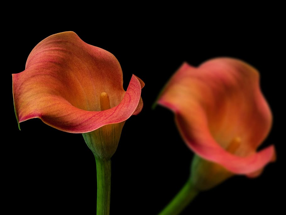 two, orange, calla lily flowers, flowers, flower, plant, black background, spring, flowering plant, vulnerability
