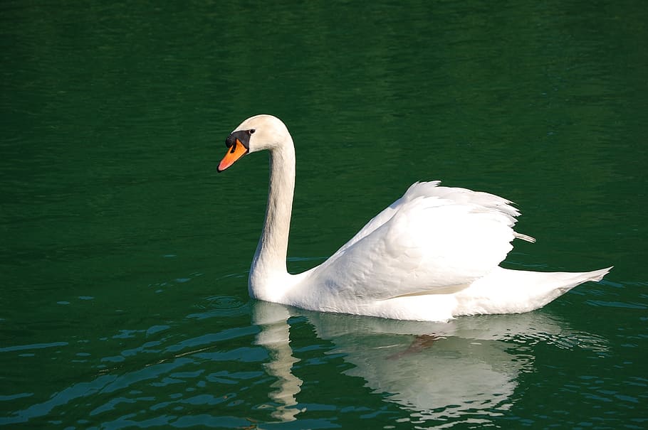 swan, mute, swimming, bird, white, cygnus, elegance, feather, wildlife, graceful