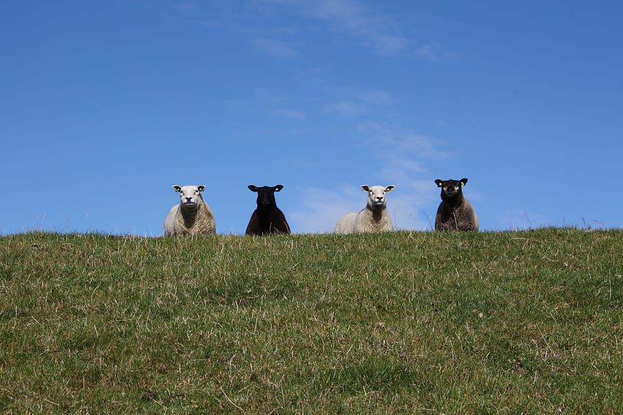 Sheep, Flock, Dike, Wool, schäfchen, flock of sheep, grass, agriculture, day, animal themes