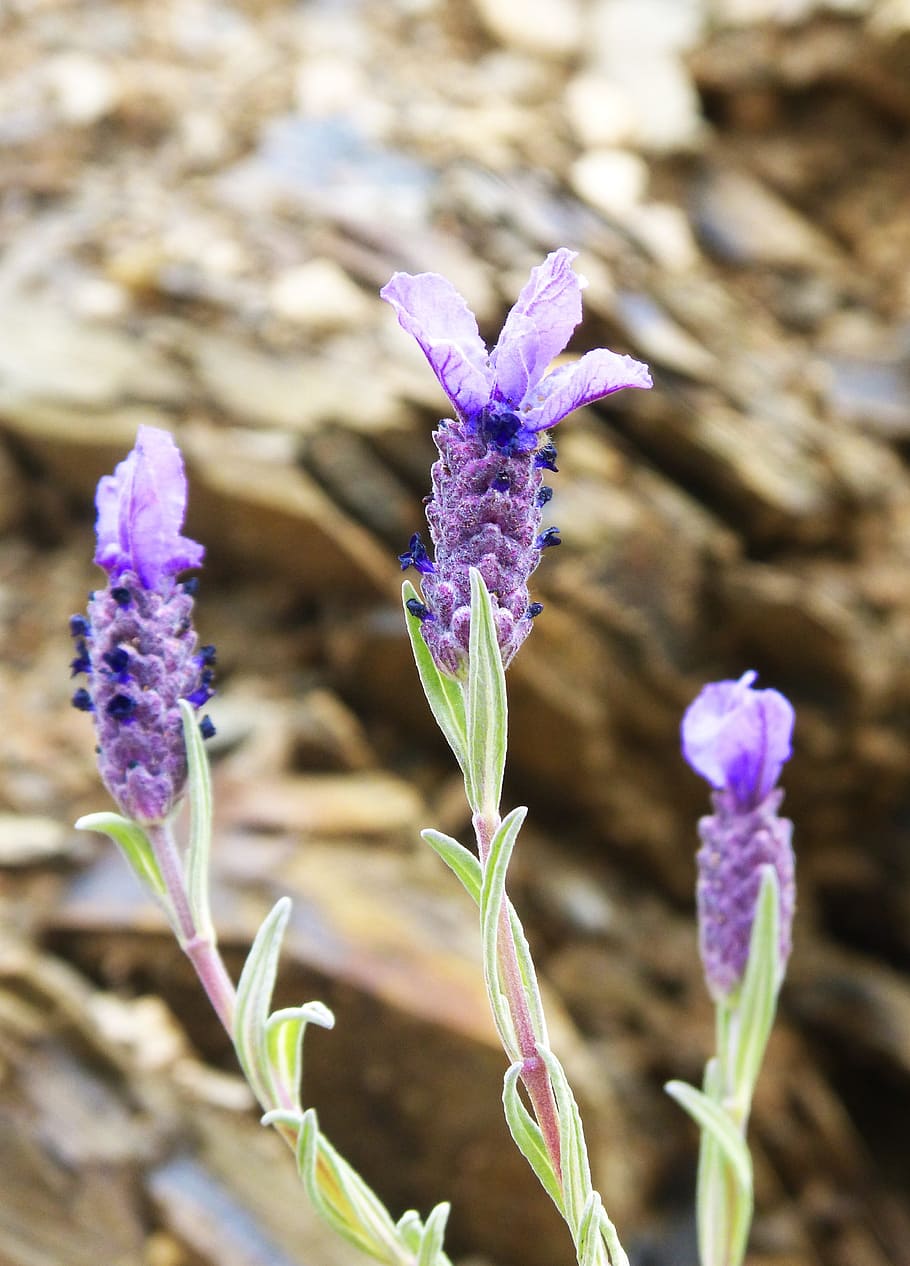 lavanda, floración, plantas aromáticas, flor de lavanda, Flor, planta  floreciente, púrpura, planta, fragilidad, vulnerabilidad | Pxfuel