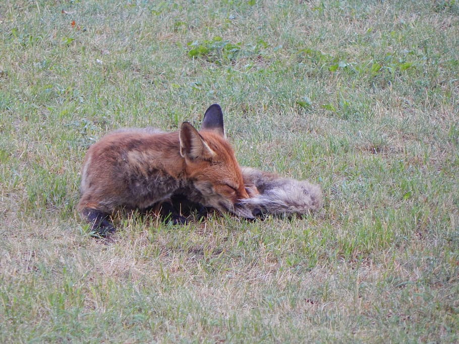 Fuchs, Forest, Animals, Predator, forest animals, reddish fur, cute, fur, little fox, red fox