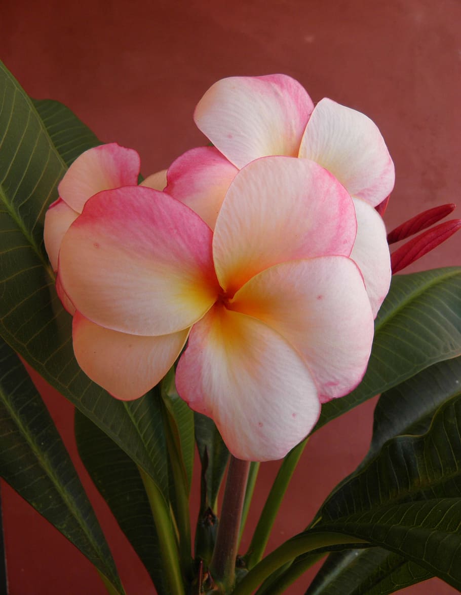 フランジパニ 花 香り 自然 プルメリア 熱帯 エキゾチック ピンク 白 熱帯の花 Pxfuel