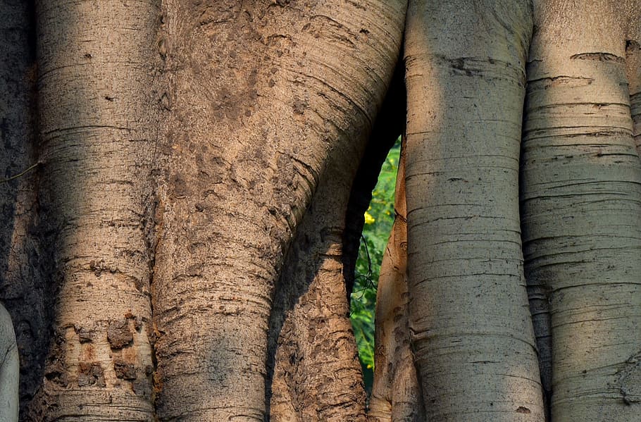 banyan tree, twin trunk, tree trunk, trunk, tree, close-up, nature, plant, full frame, day