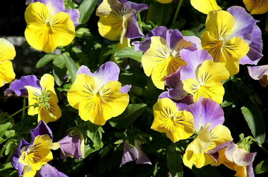 pensamientos, flores, violeta, amarillo, primavera, pensamiento,  naturaleza, la delicadeza, adorno, floración | Pxfuel