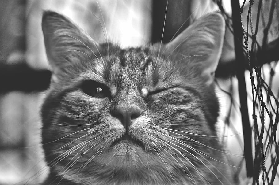 foto em escala de cinza, malhado, gato, piscando, esquerda, olho, piscadela, engraçado, peles, animal