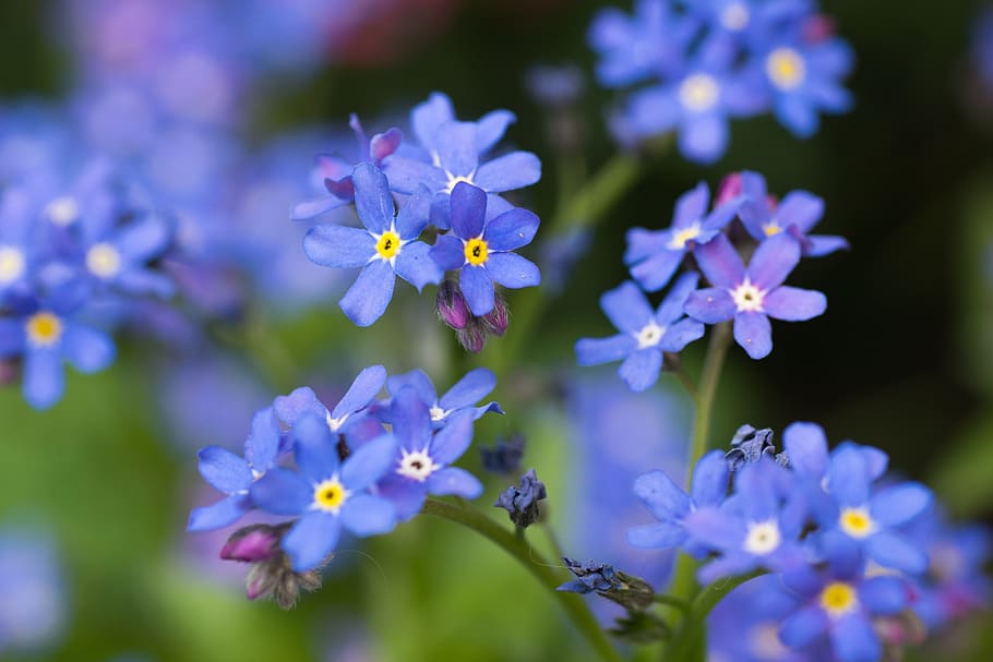 Free download | Flowers, Forget Me Not, Blue, Green, blue, green ...