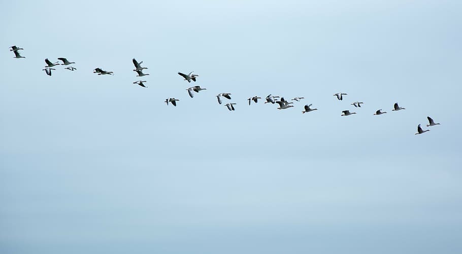 low, angle photography, silhouette, flock, birds, flying, sky, migratory birds, geese, wild geese