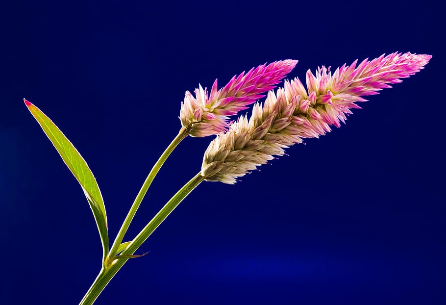 merah muda kelopak bunga, mekar, bunga, bunga liar, dekat, tanaman, biru, pertumbuhan, keindahan di alam, alam