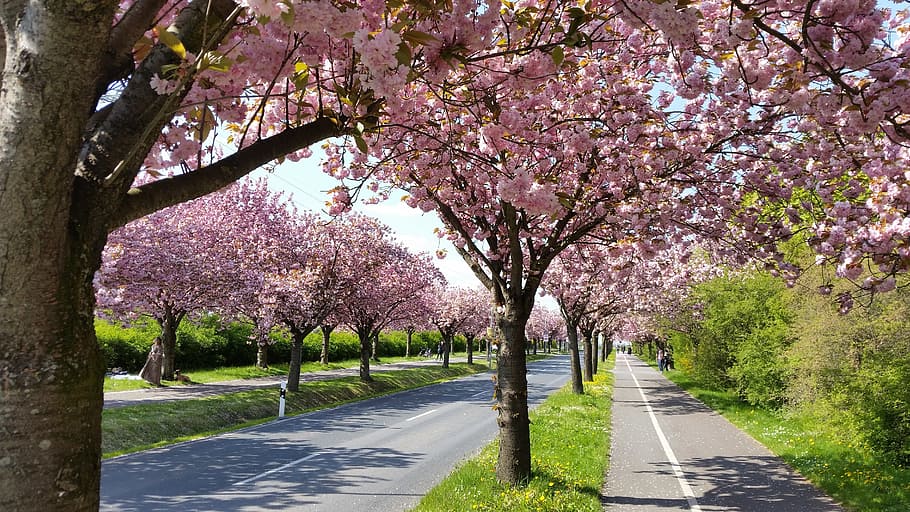 Pohon Apel, Mekar, Musim Semi, Magdeburg, Pohon Apel mekar, jalur kayu, bunga, merah muda, bunga-bunga kirch, alam