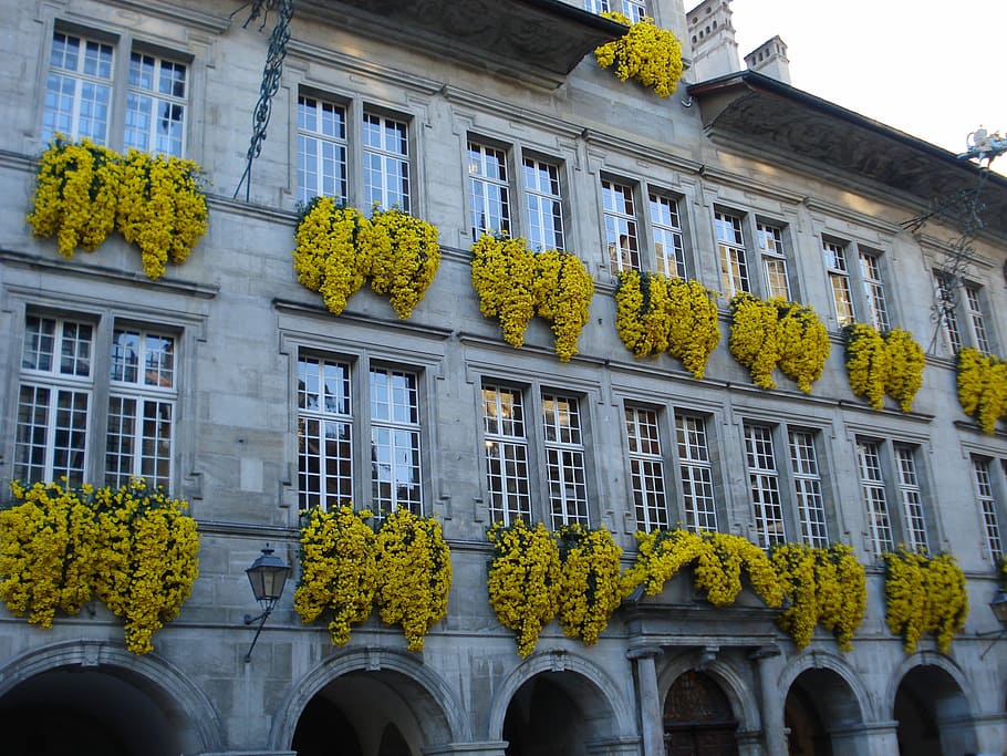 Flowers, City ​​Hall, Lausanne, switzerland, yellow, facade, house, flower, hanging, plant