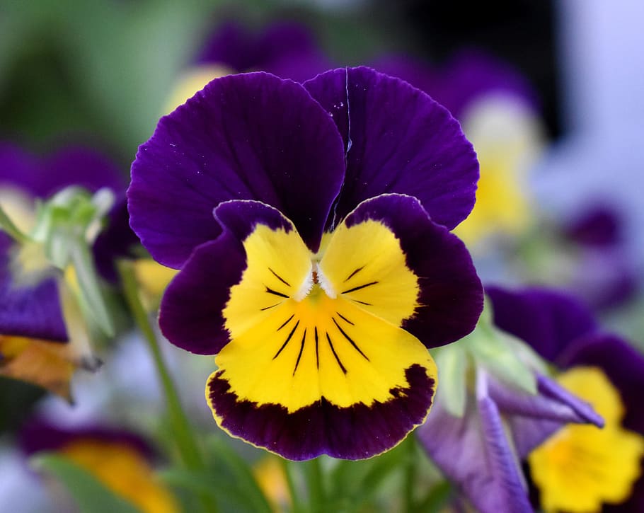 banci, bunga, bunga ungu dan kuning, bungmusim semi, serbuk sari, tanaman iris