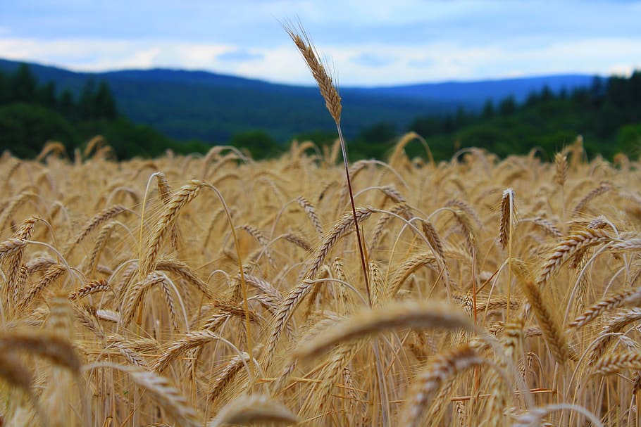 nature, cereals, field, landscape, summer, plant, cereal plant, agriculture, crop, growth