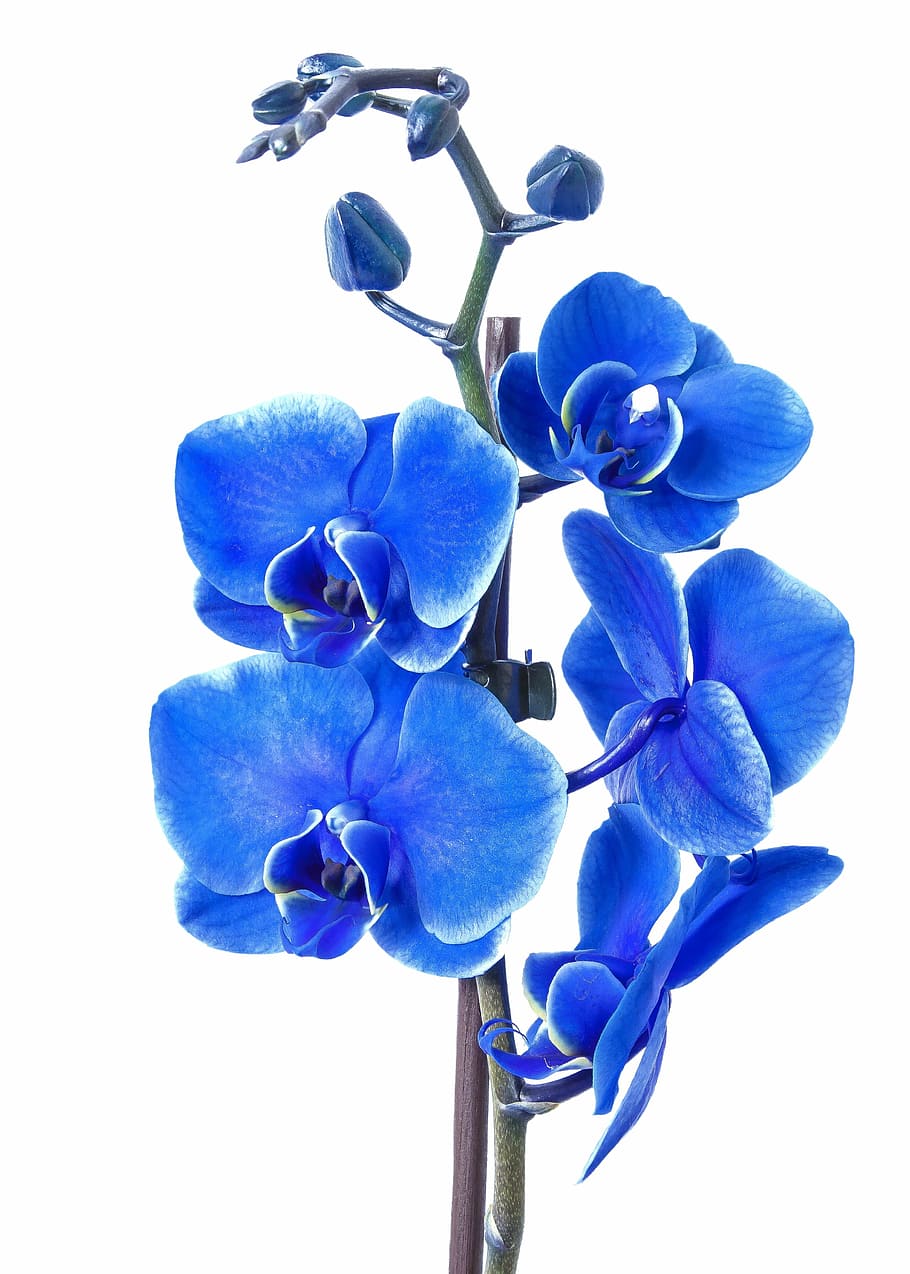 azul, flor de orquídea mariposa, orquídea phalaenopsis, azul colorido, flor, tropical, orquídea borboleta, planta, flora, cor vibrante