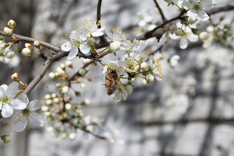 abeja, miel, primavera, flor blanca, árbol floreciente, flor de ciruela, insecto, vacaciones, planta, árbol