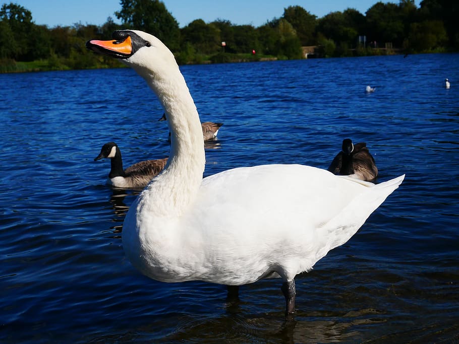 swan, bird, animal, water, white, blue, duck, lake, wing, beak