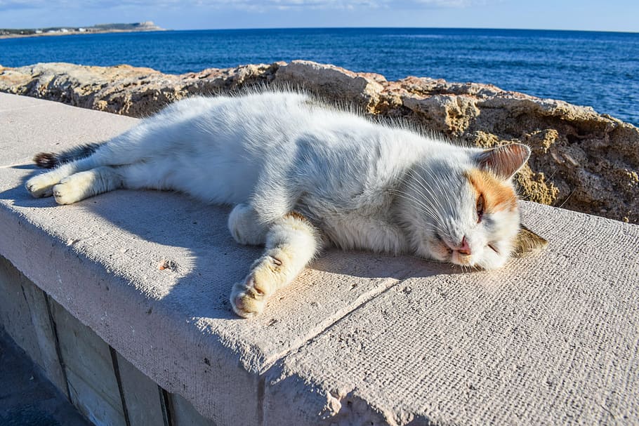 white, orange, cat, laying, concrete, surface, daytime, stray, enjoying, sunshine