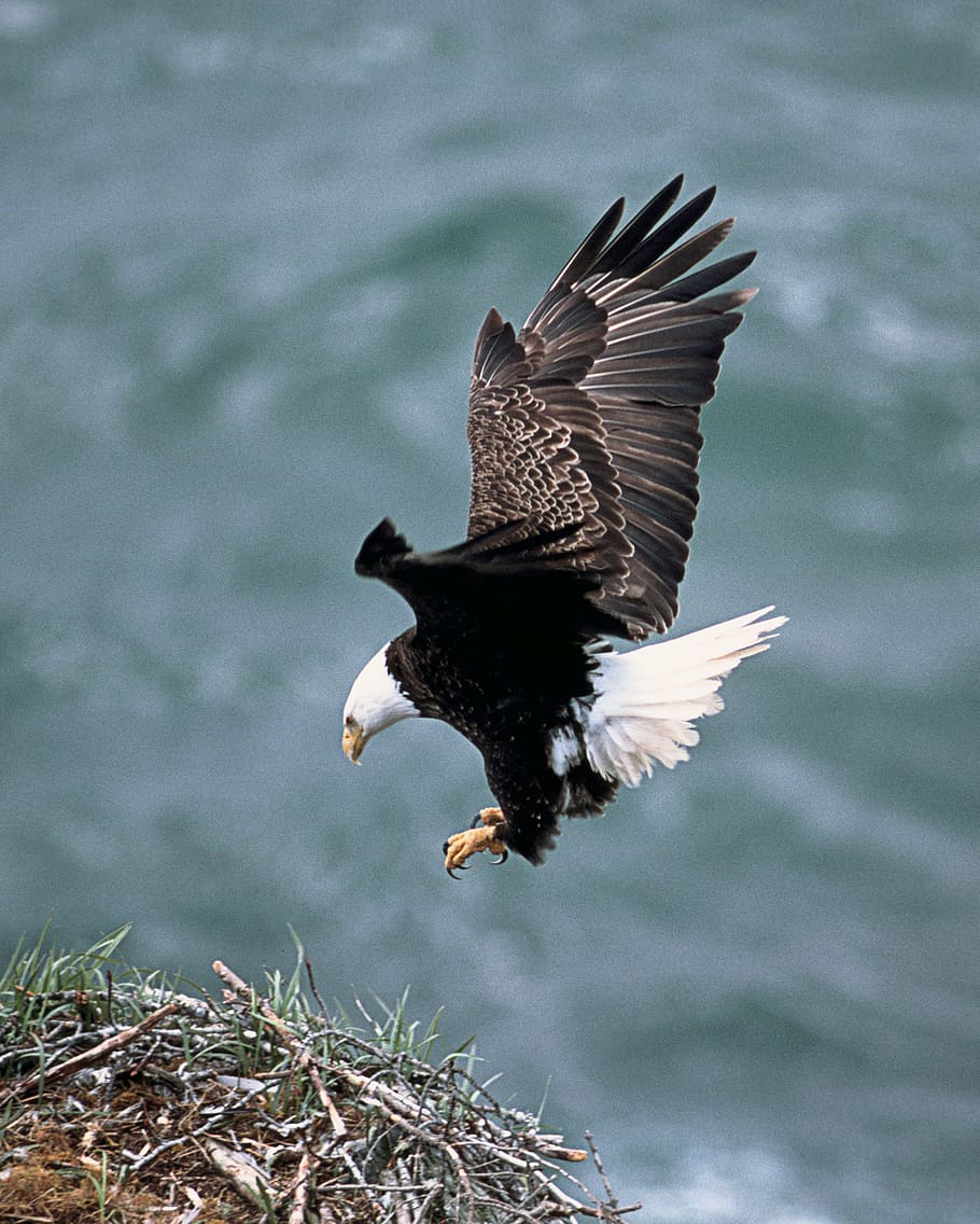 águila, volando, hierba, nido de águilas, pájaro, depredador, emplumado, animal, ojos agudos, cabeza