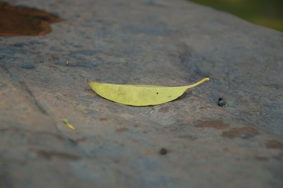 defoliation, leaves on the stone, early autumn, stone, sidewalk, less, page, yellow, day, selective focus