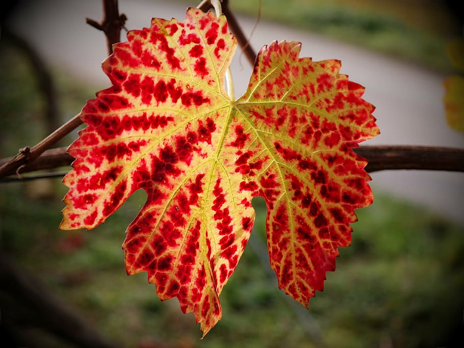 vine, leaf, autumn, yellow, red, golden autumn, wine, wine leaf, fall foliage, leaves