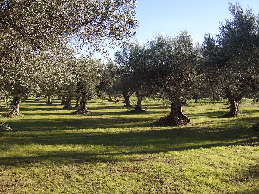 olivo, sol, campo, árbol, naturaleza, al aire libre, hierba, estaciones del año, planta, césped