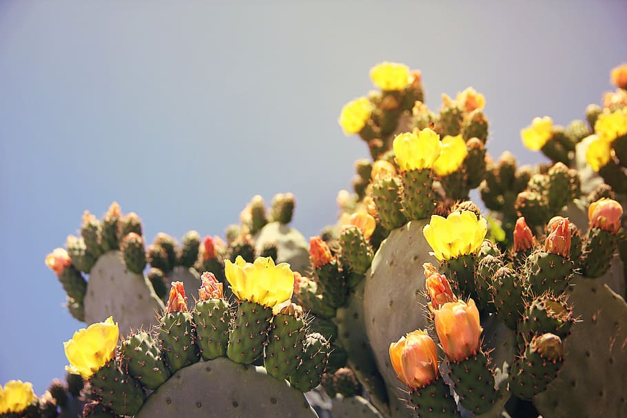 blossoming, green, prickly, pear cacti, prickly pear, cactus, cactus greenhouse, fruit, sting, cactus fruit