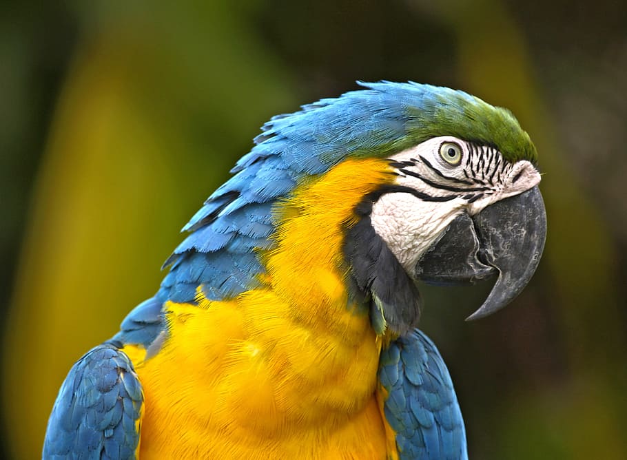 focus photo, blue-throated macaw, parrot, bird, yellow, blue, wildlife, brazil, macaw, animal