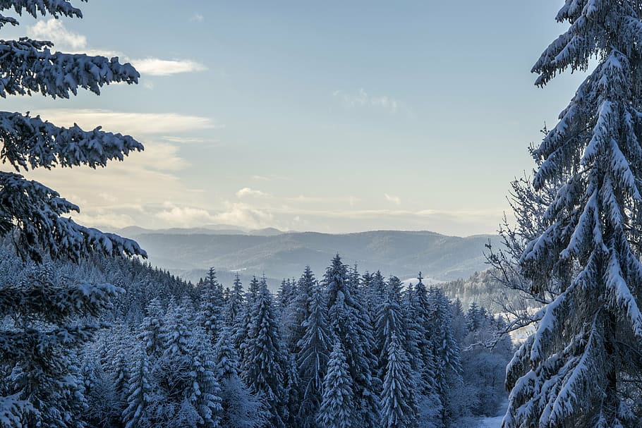 木, 覆われた, 雪, 青, 灰色, 空, 昼間, 写真, 松, 自然