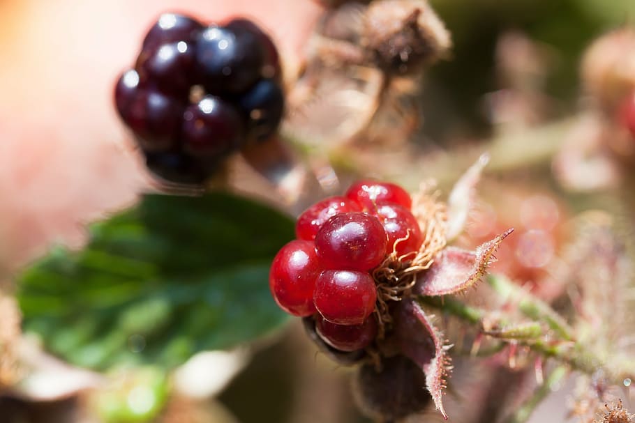 blackberries, rubus sectio rubus, wildwachsend, genus, fruits, ripe, immature, red, blue black, brāmberi tang gebüsch coat
