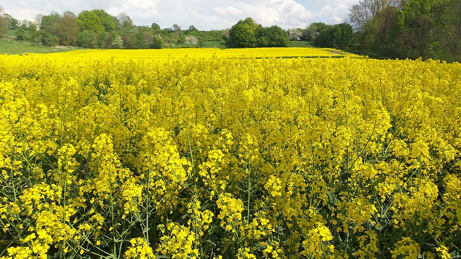 field, blossom, bloom, spring, summer, yellow, arable, agriculture, sun, landscape