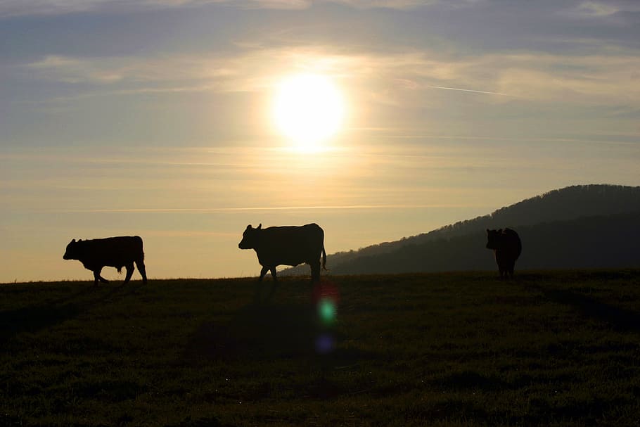 sunset, the cows, pasture, contrast, slovakia, village, mammal, animal themes, animal, domestic animals