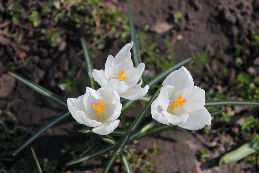 クロッカス 白い花 花 庭 マクロ 春 白 植物 クローズアップ 黄色のセンター Pxfuel