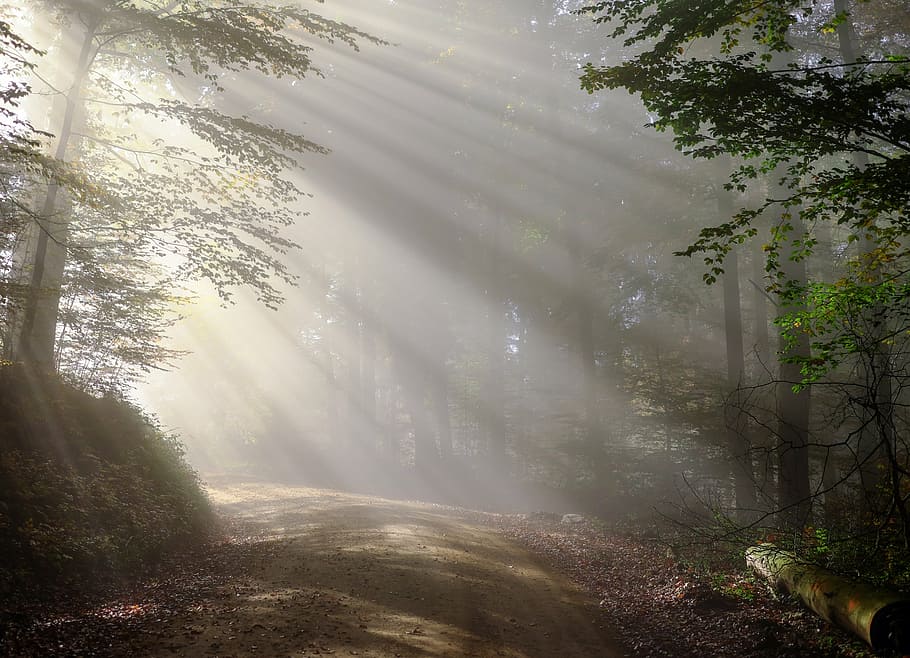 forest pathway, sunlight photography, rise, morning, fog, sunbeam, forest, morgenstimmung, in the early morning, colourless