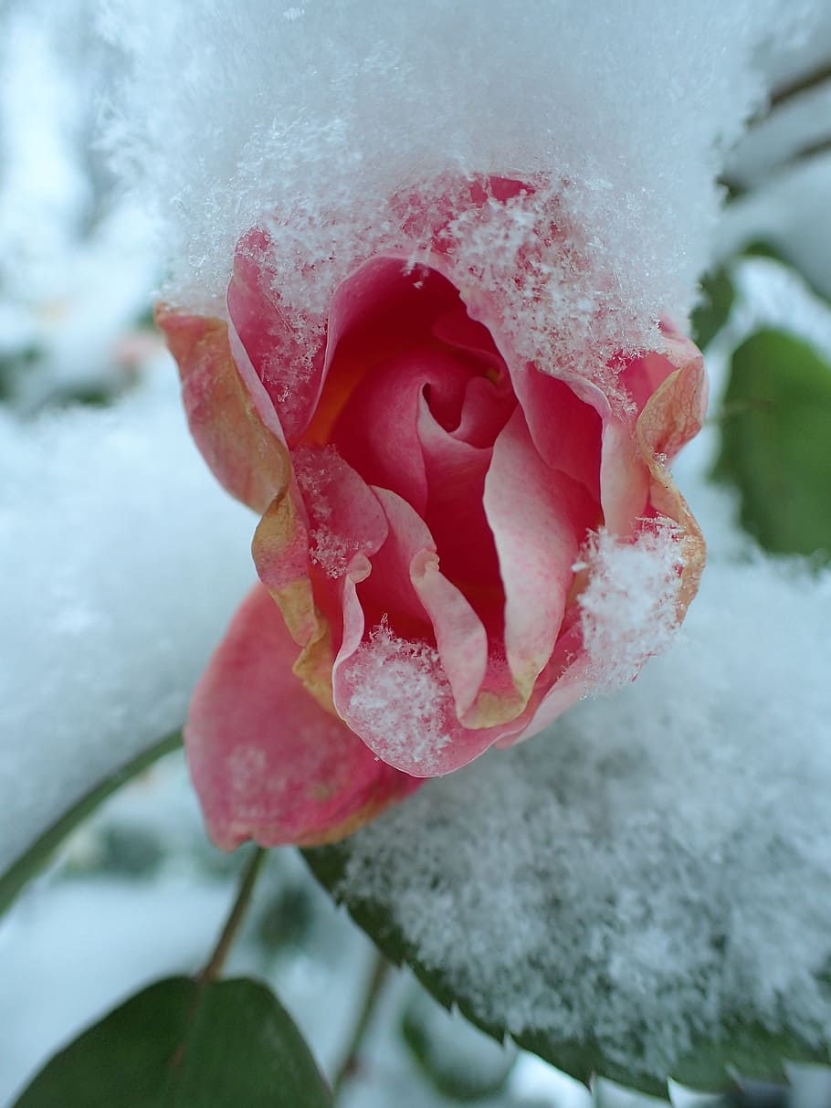 バラ 冬 ピンク 冷凍 雪 閉じる氷 Pxfuel