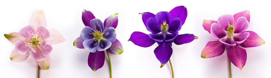 four, assorted-color petal flowers, columbine, aquilegia, genus, hahnenfußgewächs, ranunculaceae, blossom, bloom, flower