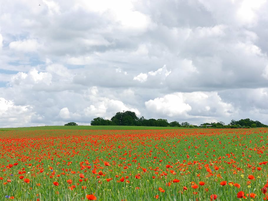 clouds, poppy, meadow, poppy meadow, nature, field, flower, agriculture, yellow, rural Scene