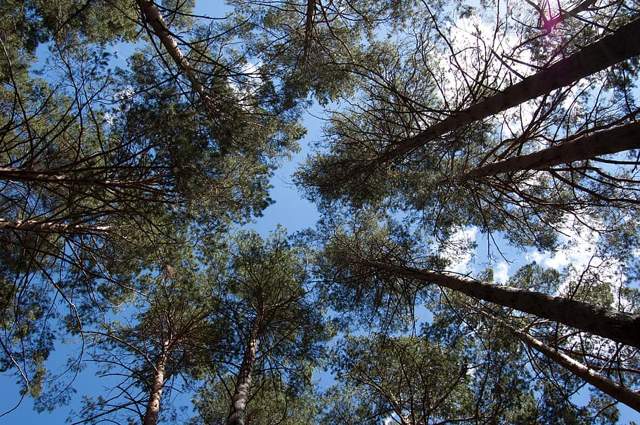 sosnovyi bor, pine forest, bottom view, pine trees against the blue sky, russia, tree, plant, low angle view, sky, growth