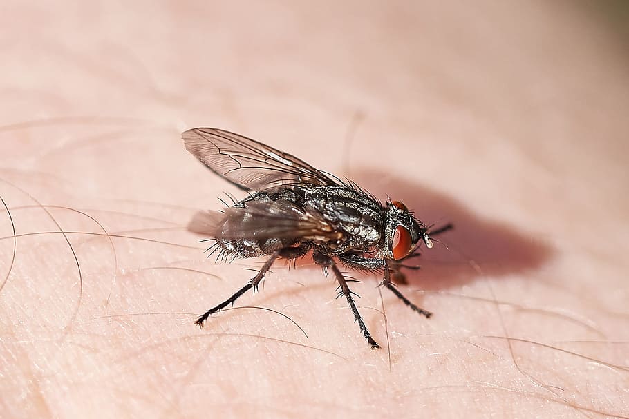 Fly, Skin, Unpleasant, Nerves, disturb, annoying, dirty, nasty, insect, macro