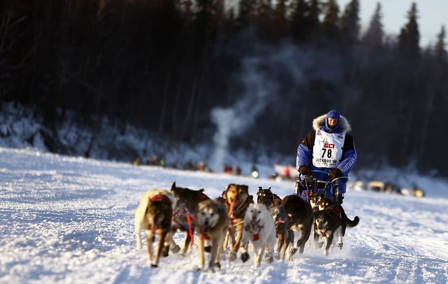 man, riding, sled, pulled, pack, dogs, team, dogsled, teamwork, winter