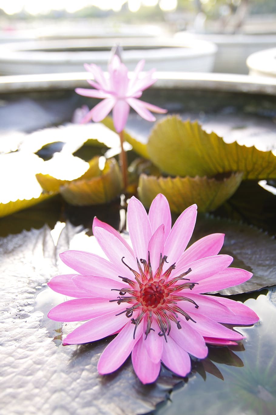 water lily, sung, pond, pink, nature, flowers, thailand, flower, flowering plant, plant
