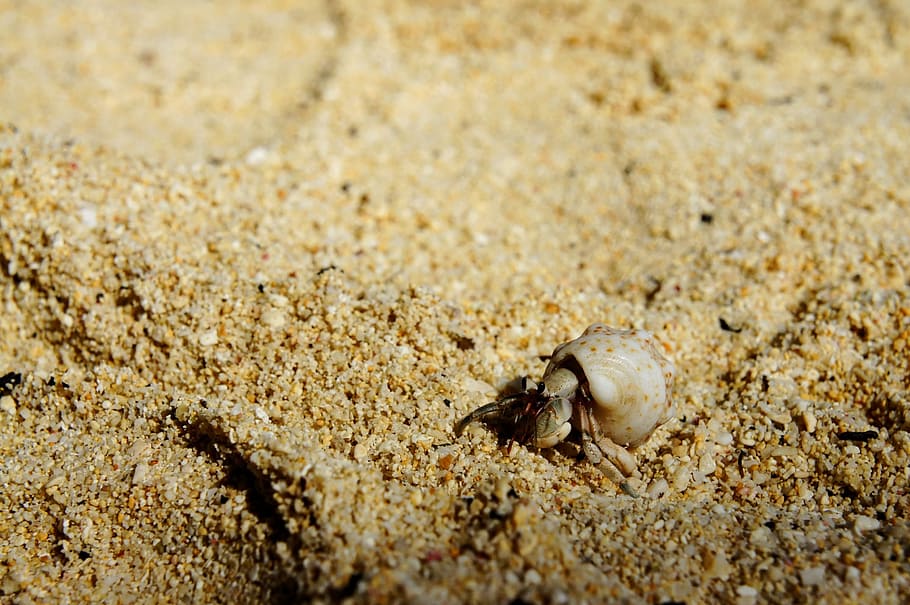 Cancer, Shell, Beach, Crab, Sea Animals, shell, beach, hermit crab, sand, nature, one animal