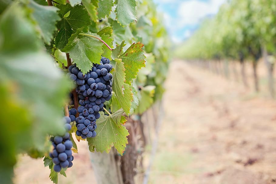 blueberry di pohon, anggur, anggur ungu, napa, buah, kebun anggur, kilang anggur, cluster, panen, pertanian