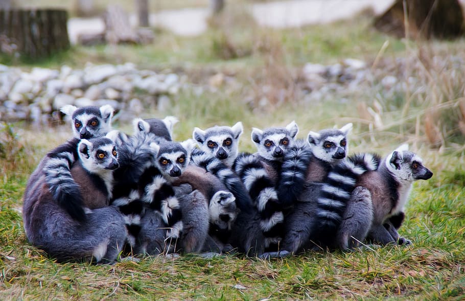 lemur animals, lemurs, prosimians, lermuren, sit, snuggle, close, warm, binding, relationship